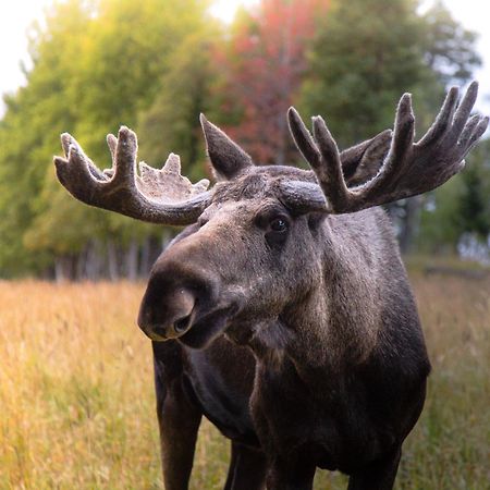 Moose Garden Orrviken Exterior foto