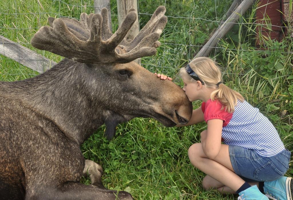 Moose Garden Orrviken Exterior foto