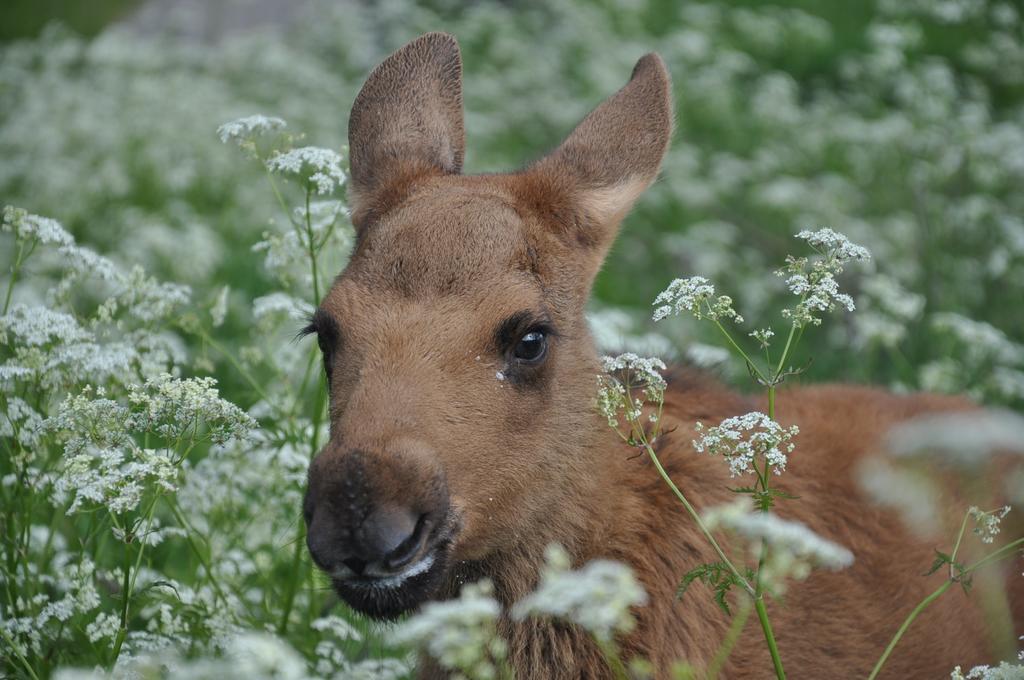 Moose Garden Orrviken Exterior foto