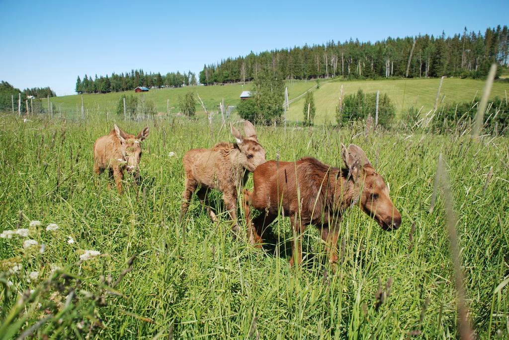 Moose Garden Orrviken Exterior foto