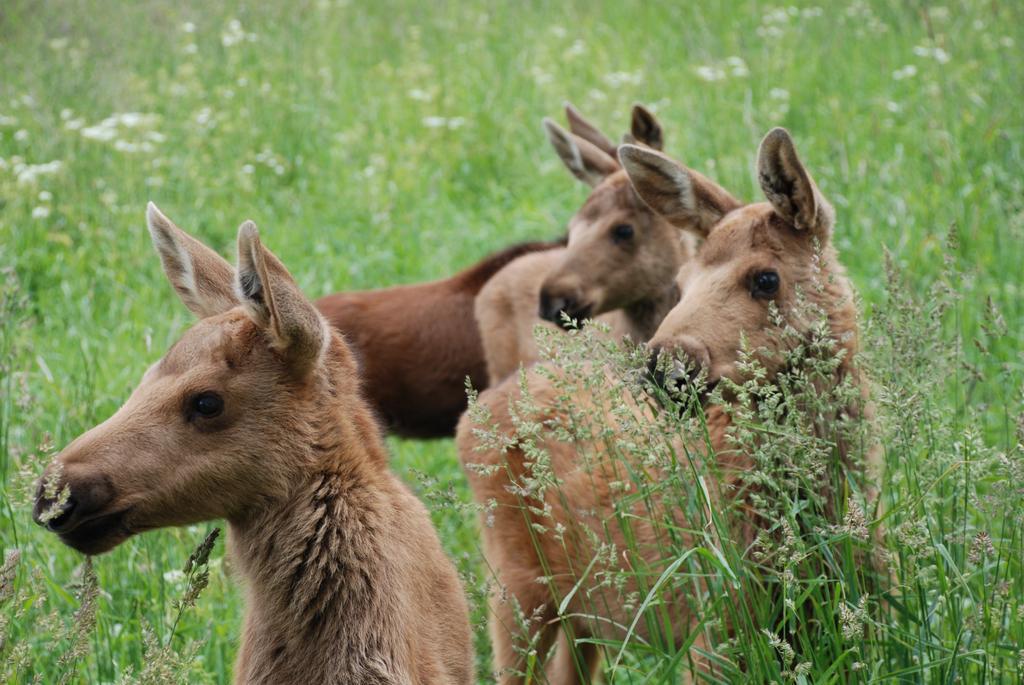 Moose Garden Orrviken Exterior foto