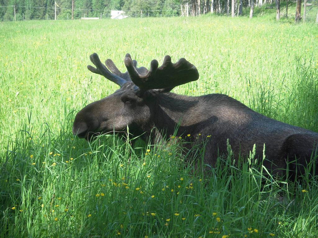 Moose Garden Orrviken Exterior foto
