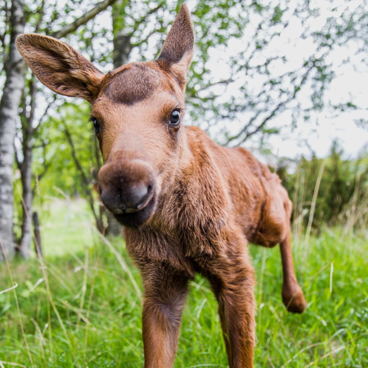 Moose Garden Orrviken Exterior foto